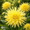 Dahlia cactus Jaune – 1 tubercule