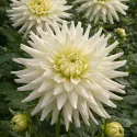 Dahlia cactus My Love blanc – 1 tubercule