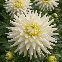 Dahlia cactus My Love blanc – 1 tubercule
