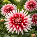 Dahlia cactus Piquant – 1 tubercule