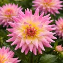 Dahlia cactus Mélody Gipsy – 1 tubercule
