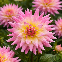 Dahlia cactus Mélody Gipsy – 1 tubercule