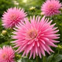 Dahlia cactus Pride of Holland – 1 tubercule