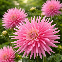 Dahlia cactus Pride of Holland – 1 tubercule