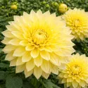 Dahlia décoratif Kelvin Floodlight jaune - 1 tubercule