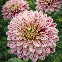 Dahlia décoratif Smokey - 1 tubercule