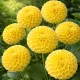 Dahlia pompon Golden Scepter - 1 tubercule