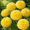 Dahlia pompon Golden Scepter - 1 tubercule