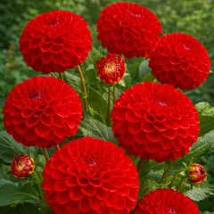 Dahlia pompon Niescio - 1 tubercule