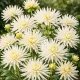 Dahlia nain cactus Blanc – 1 tubercule