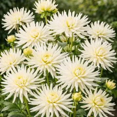 Dahlia nain cactus Blanc – 1 tubercule