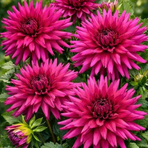 Dahlia nain cactus Violette– 1 tubercule