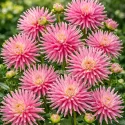 Dahlia nain cactus Park Princess – 1 tubercule