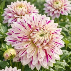 Dahlia XXL Avignon - 1 tubercule