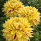 Dahlia XXL Cambridge - 1 tubercule