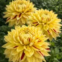 Dahlia XXL Cambridge - 1 tubercule