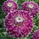 Dahlia XXL Vancouver – 1 tubercule