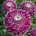 Dahlia XXL Vancouver – 1 tubercule