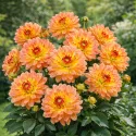 Dahlia nain Dahlia nain Pablo – 1 tubercule