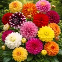 Dahlia décoratifs mélange de couleurs - 5 tubercules