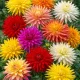 Dahlia cactus mélange de couleurs - 5 tubercules