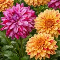 Dahlia décoratif Painted mélange de couleurs - 4 tubercules