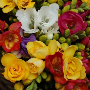 Freesia en mélange – 10 bulbes