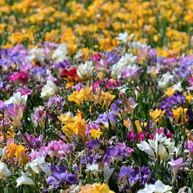 Freesia en mélange – 10 bulbes