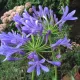 Agapanthe bleu– 1 rhizome