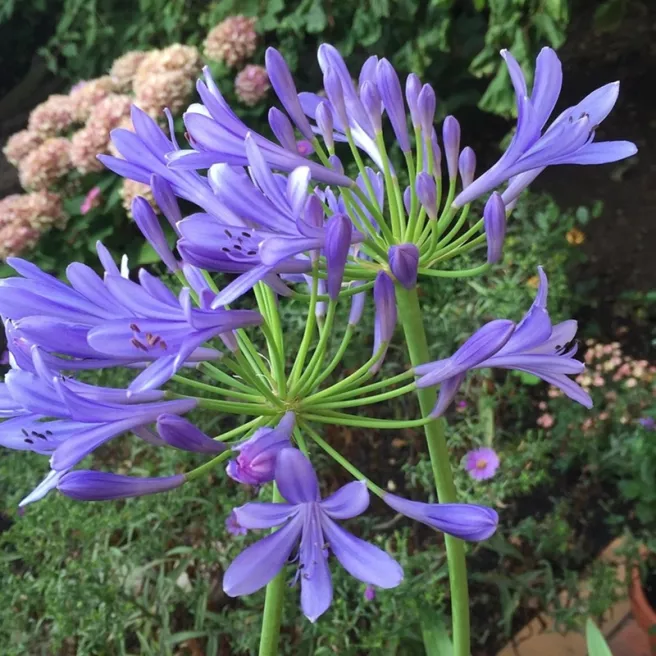 Agapanthe bleu– 1 rhizome