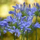 Agapanthe bleu– 1 rhizome