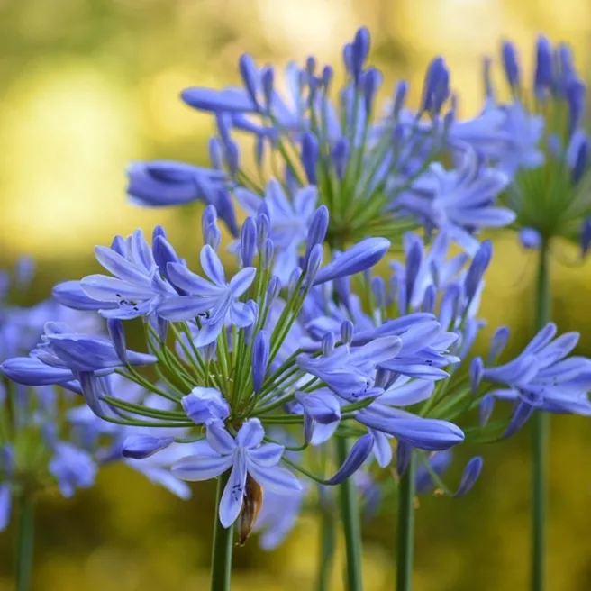 Agapanthe bleu– 1 rhizome