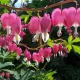 Coeur de Marie – Dicentra spectabilis Pink - 1 rhizome