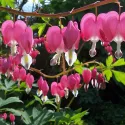 Coeur de Marie – Dicentra spectabilis Pink - 1 rhizome