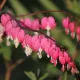 Coeur de Marie – Dicentra spectabilis Pink - 1 rhizome