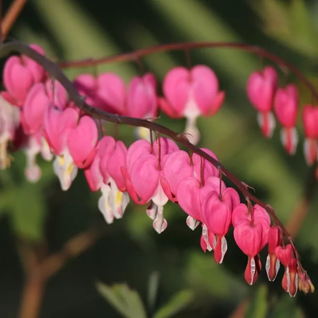 Coeur de Marie – Dicentra spectabilis Pink - 1 rhizome