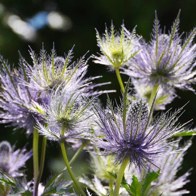 Chardon bleu – Eryngium planum 1 rhizome