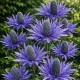 Chardon bleu – Eryngium planum 1 rhizome