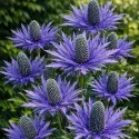 Chardon bleu – Eryngium planum 1 rhizome