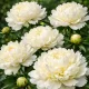 Pivoine blanche (Paeonia lactiflora) – 1 rhizome