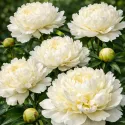 Pivoine blanche (Paeonia lactiflora) – 1 rhizome