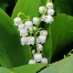 Muguet (Convallaria majalis) – 3 rhizomes
