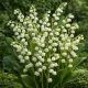 Muguet (Convallaria majalis) – 3 rhizomes