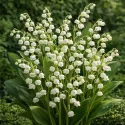 Muguet (Convallaria majalis) – 3 rhizomes