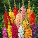 Glaïeul en mélange – 25 bulbes