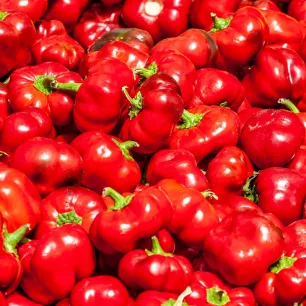 Graines de poivron Topepo Rosso Minicor (Capsicum annuum) – variété italienne à fruits ronds rouges 5 à 8 cm