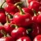 Piment Red Cherry Small – petits piments rouges ronds sur plante compacte, variété potagère productive à cultiver en pot ou au j
