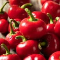Piment Red Cherry Small 25 graines