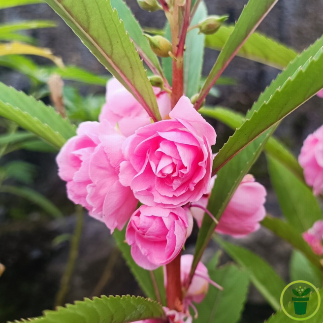 Balsamine Tom Pouce Varié 300 graines