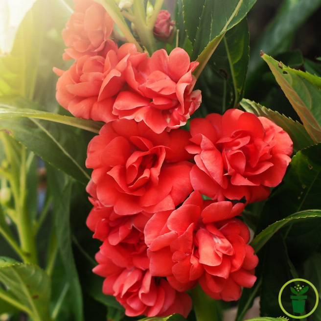 Balsamine Tom Pouce Varié 300 graines